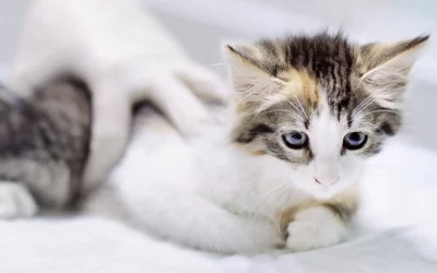 ¿Cómo les afecta a los gatos la cuarentena?