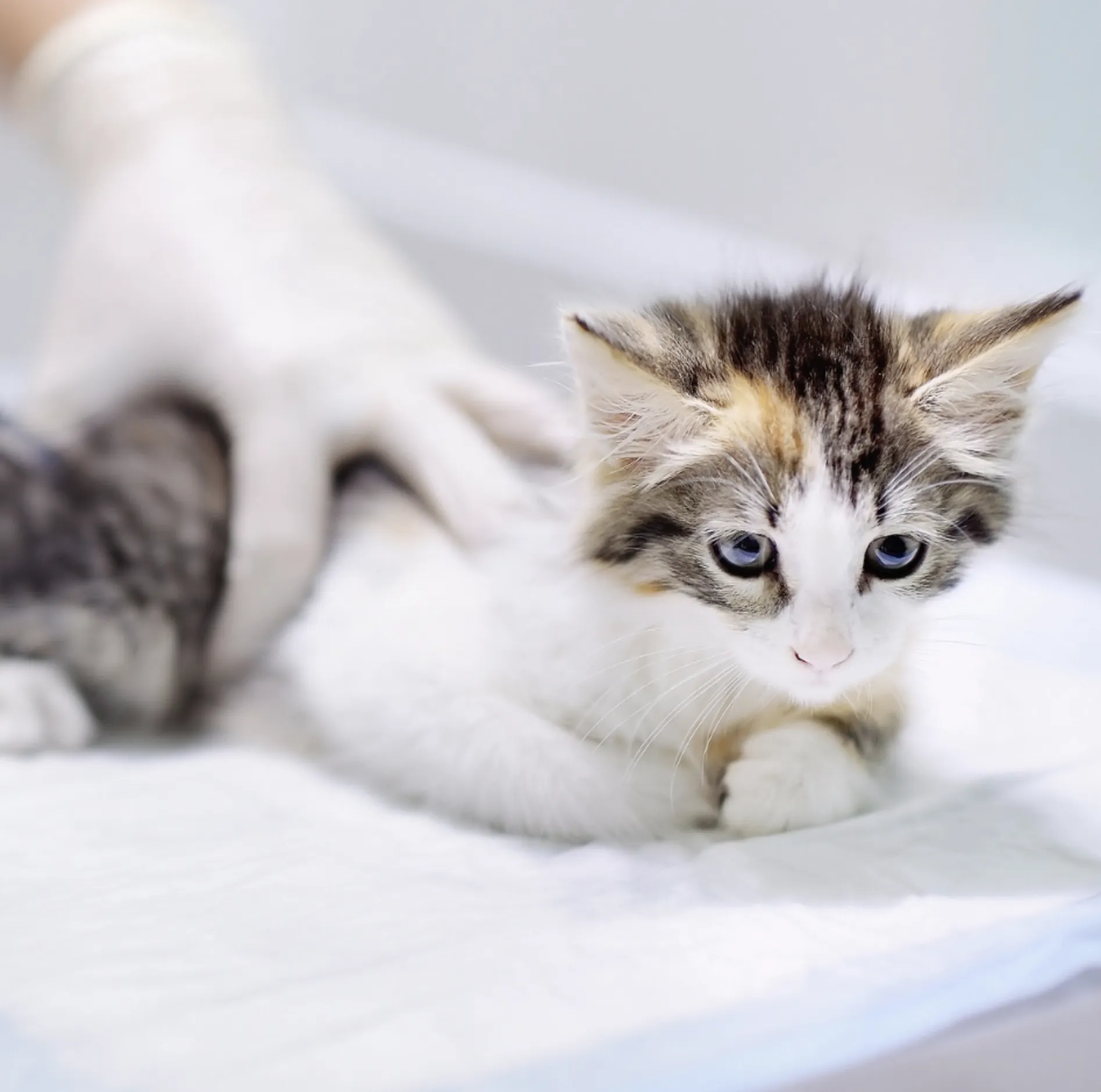tarifa Activo embudo Cómo les afecta a los gatos la cuarentena? - HGVET - Hospital General  Veterinario