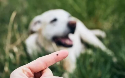 Alerta de garrapatas: ¿cómo prevenir que se hospeden en mi perro?