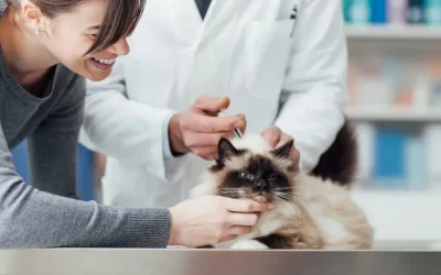 ¿Cuáles son las vacunas que necesita tu gato y cuándo tienes que ponerlas?