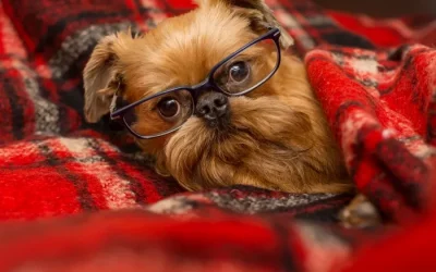 ¿Qué problemas oculares tienen los perros con más frecuencia?