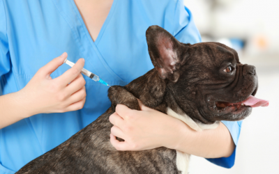 Las vacunas en perros y gatos