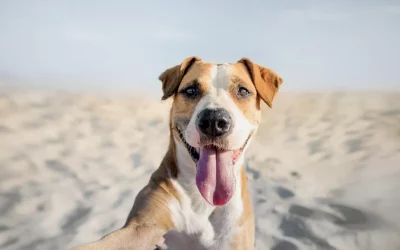 Playas para perros en España en 2022
