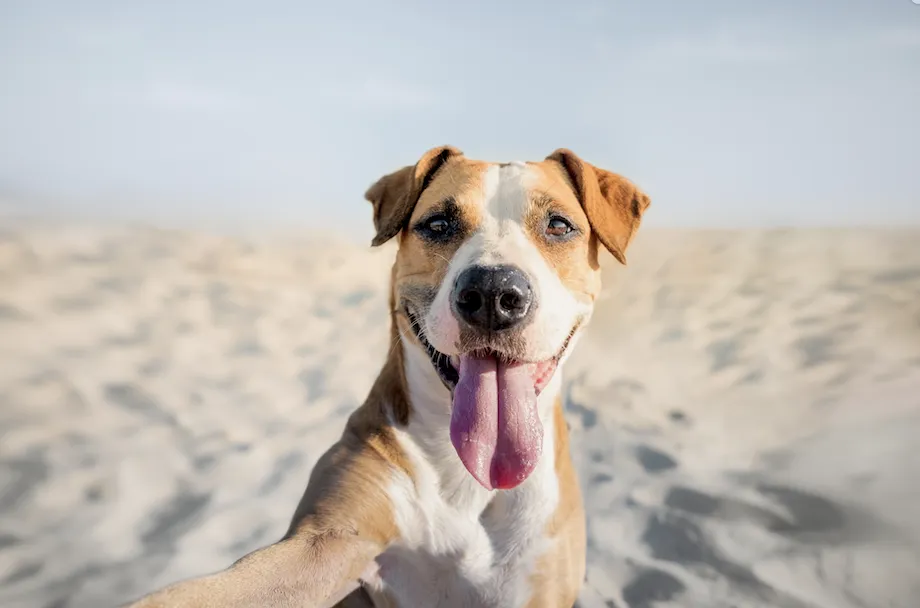 Listado de playas para perro 2022