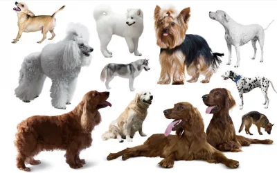 Razas de perros clasificadas por distintos criterios