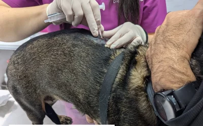Planes de Salud para Mascotas HGVET: prevención, ahorro y tranquilidad todo el año