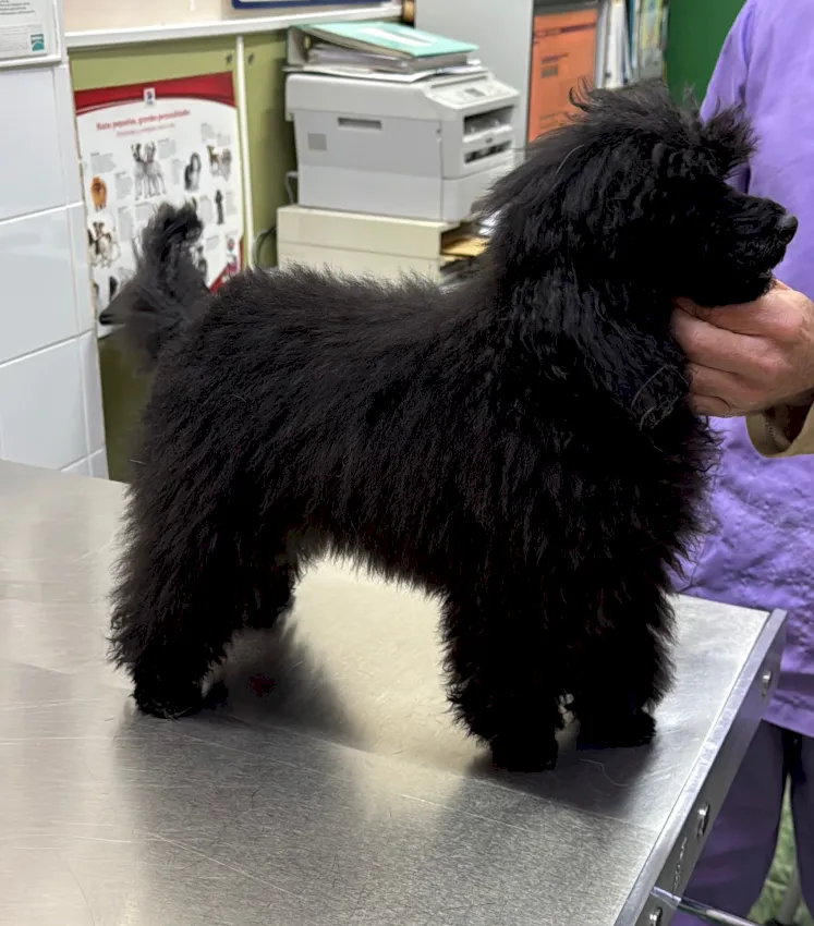 servicio de peluquería canina profesional