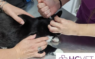 Desparasitación interna y externa en perros y gatos: el gran olvidado de la prevención veterinaria