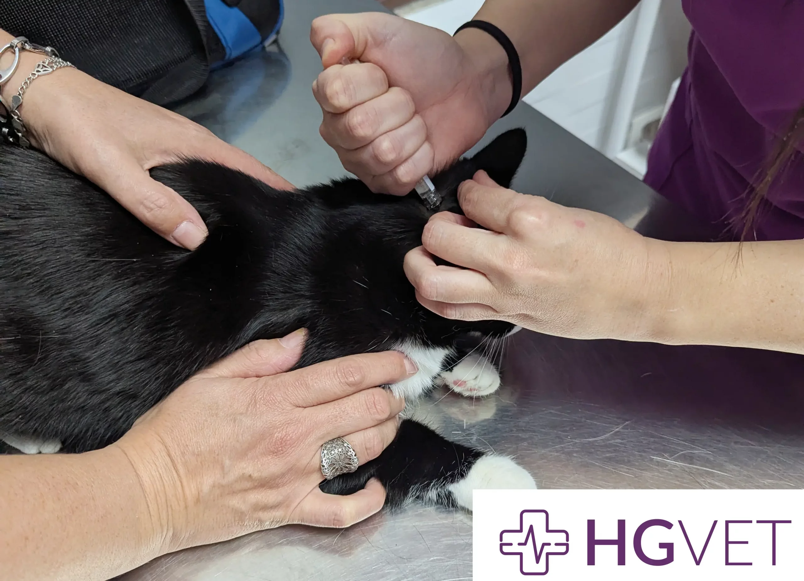 desparasitación de perros y gatos